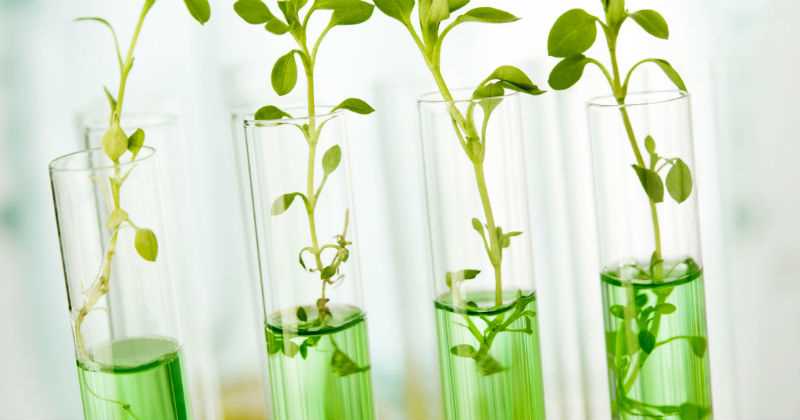 Размножение растений in vitro в домашних условиях