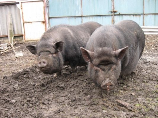 Разведение вьетнамских свиней