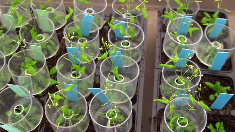 С помощью CRISPR начали редактировать гены растений