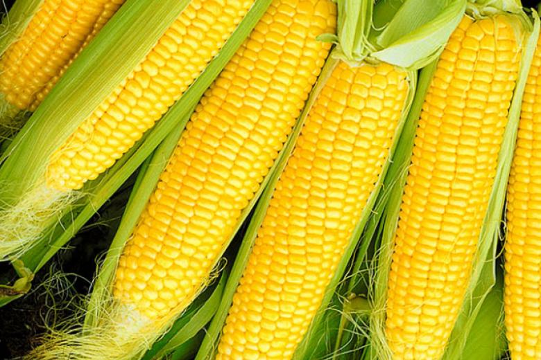 Сахарная кукуруза — ценная овощная культура