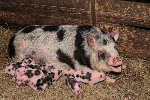 Сальные породы свиней