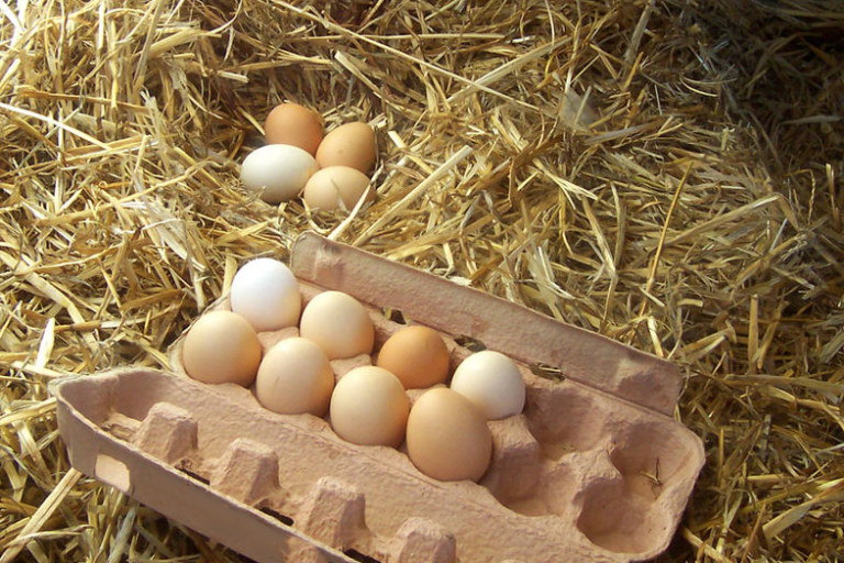 Сбор и хранение куриных яиц