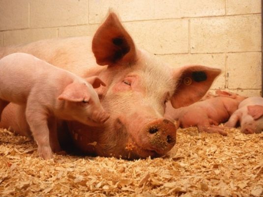 Системы и методы разведения свиней