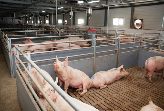 Системы и методы разведения свиней
