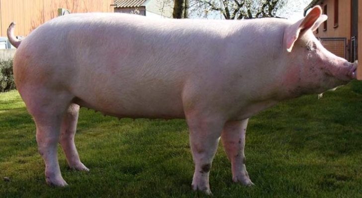 Скороспелая мясная порода свиней