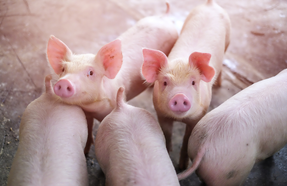 Создано портативное устройство для обнаружения вирусных инфекций у свиней