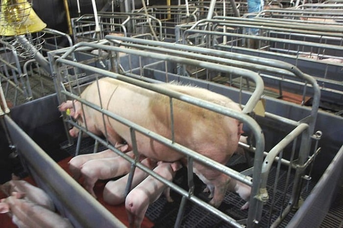 Как сделать клетку для свиньи в домашних условиях: пошаговая инструкция для свиноводов