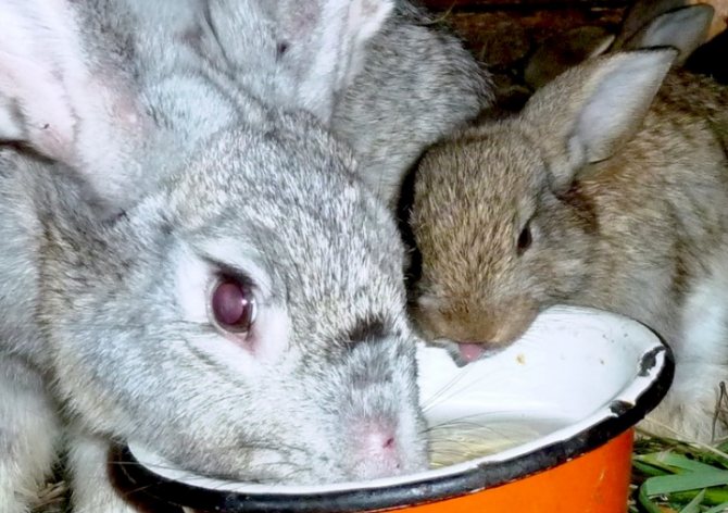 Техника кормления кроликов