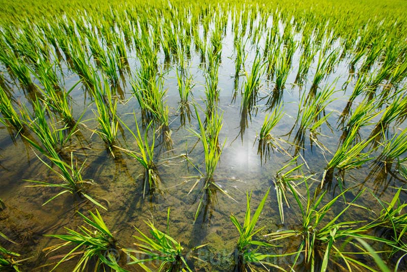 В Китае начались испытания выращивания риса в солено-щелочных почвах