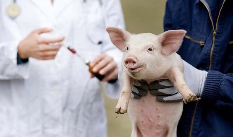 В Китае успешно завершились испытания вакцины против африканской чумы свиней