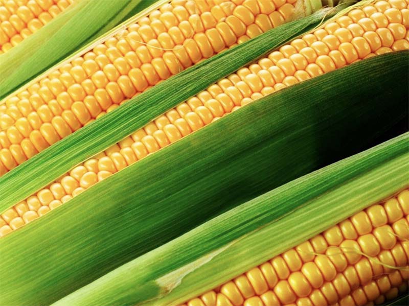 В планах Китая — выращивание высокобелковой кукурузы
