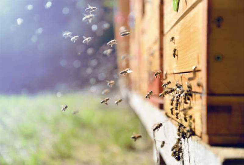 В Подмосковье скоро появится первый племенной репродуктор по разведению пчел