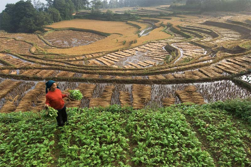 Власти Китая приняли закон о развитии сельского хозяйства