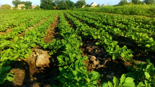 Выращивание картофеля и сбор урожая