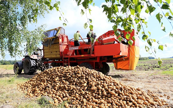 Выращивание картофеля и сбор урожая