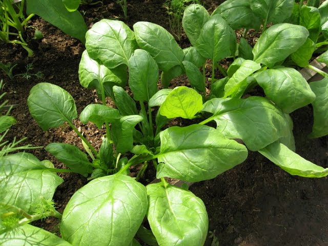 Выращивание шпината