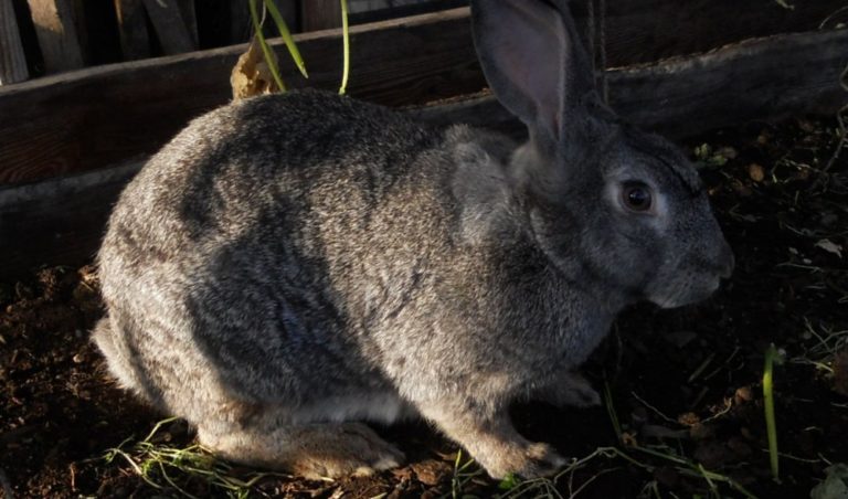 Желудочно-кишечные заболевания кроликов