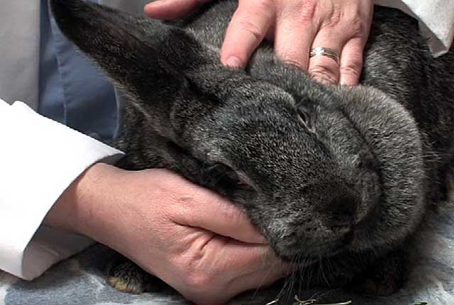 Желудочно-кишечные заболевания кроликов