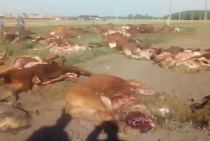 Причиной массовой гибели коров в Омской области стали пестициды
