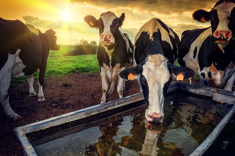 Топ-10 советов по содержанию коров в жару от Минсельхозпрода РТ