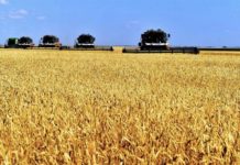 Уточненные данные по урожаю пшеницы 2020