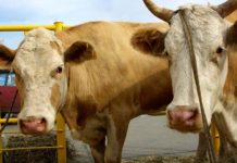 В Челябинской области коров будут доить роботы