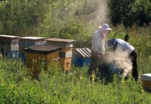 В Республике Алтай приняли закон о пчеловодстве и установили День пчеловода