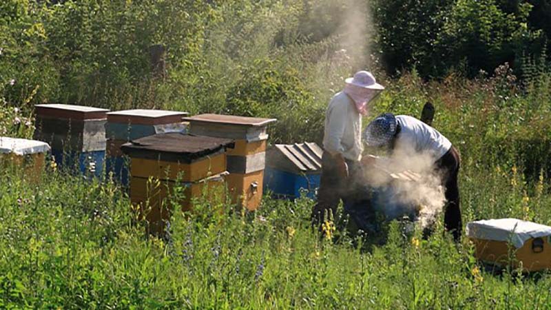 В Республике Алтай приняли закон о пчеловодстве и установили День пчеловода