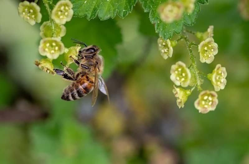В Ростовской области массово гибнут пчёлы
