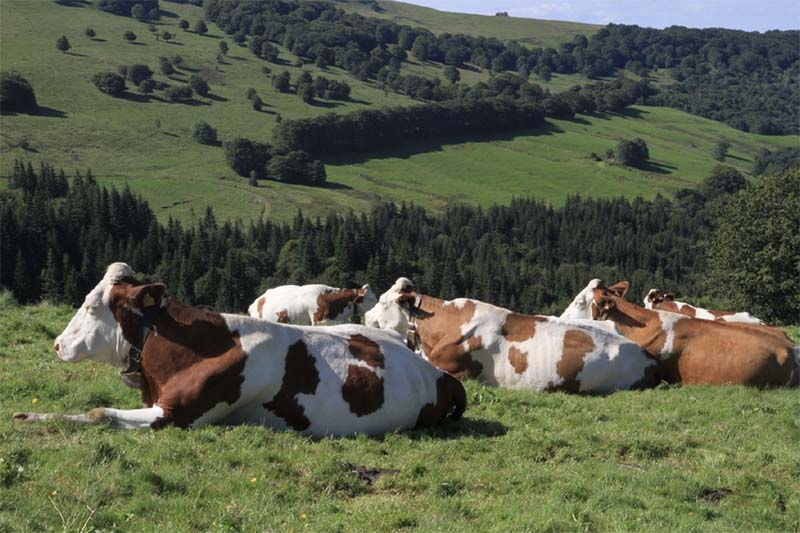 Алтайские фермеры готовятся к массовому вырезанию скота