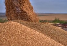 Экспортные цены пшеницы РФ продолжили снижение на прошлой неделе