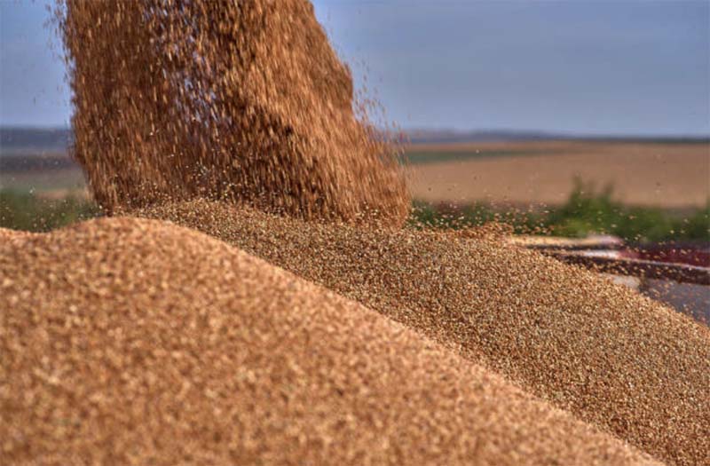 Экспортные цены пшеницы РФ продолжили снижение на прошлой неделе