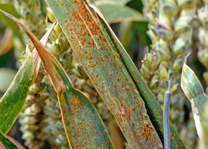 Неинфекционные болезни зерновых культур