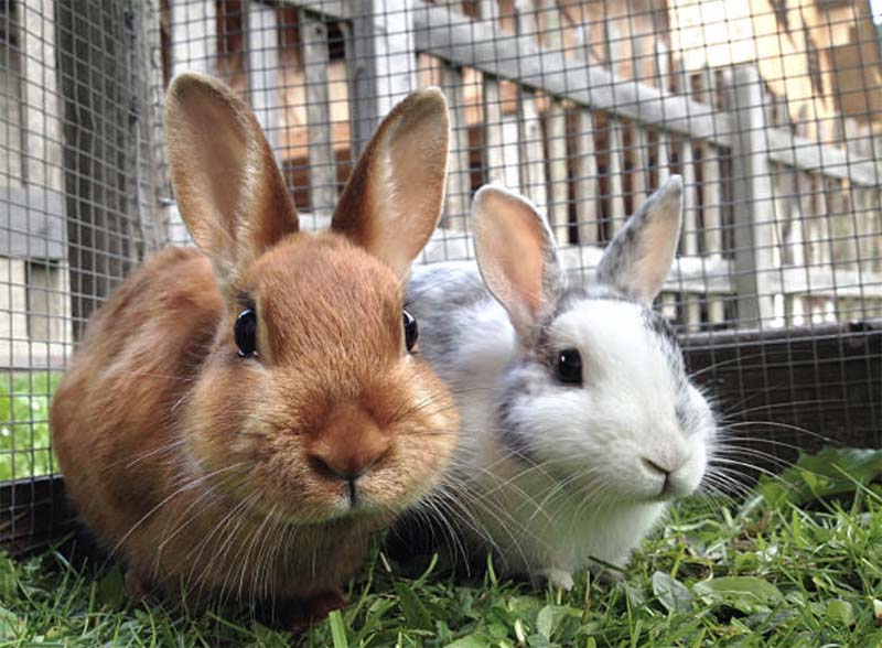 Разведение кроликов и нутрий