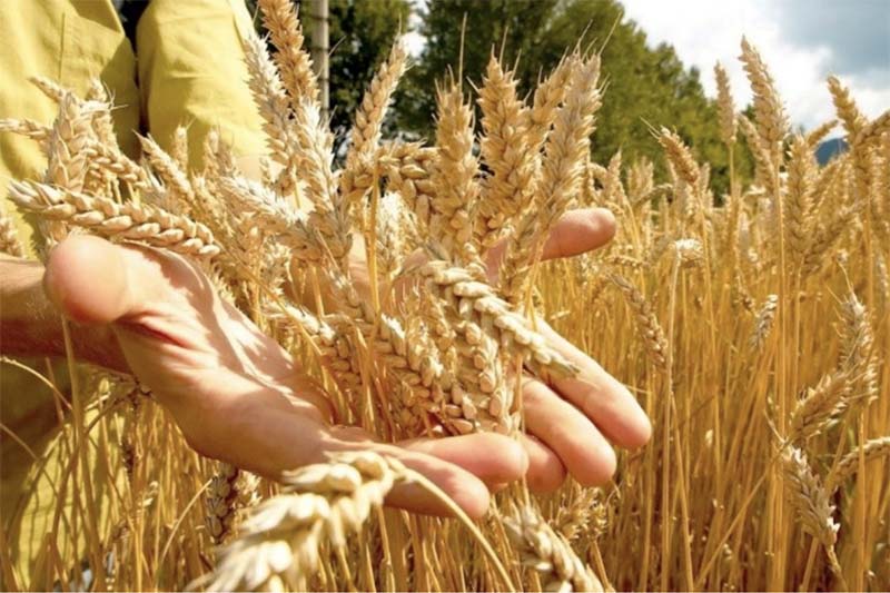 Россия уронила цены на европейское зерно