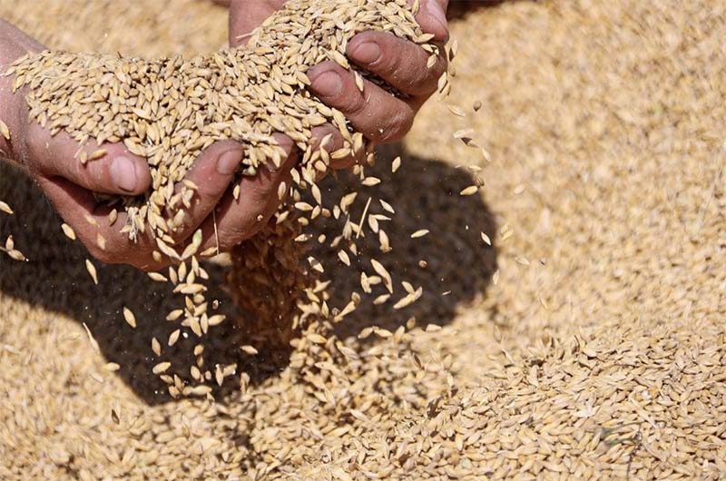 Урожай пшеницы в России в 2020 году станет одним из крупнейших в истории