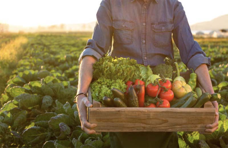 Виды фермерских хозяйств – каким бизнесом оно может заниматься
