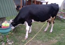 Владельцев крупного рогатого скота в Амурской области ждут судебные тяжбы