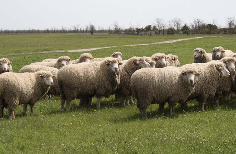 Волгоградская область возрождает овцеводство