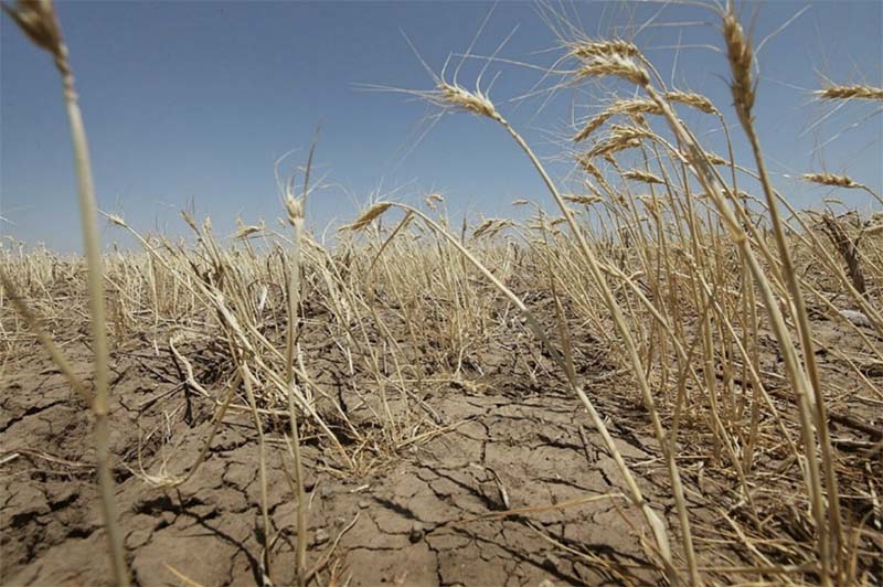 Засуха в Европе поможет России выйти на первое место по экспорту зерновых