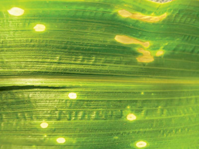 Бактериальная пятнистость кукурузы