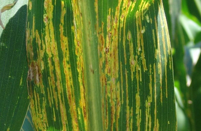 Бактериальное увядание кукурузы