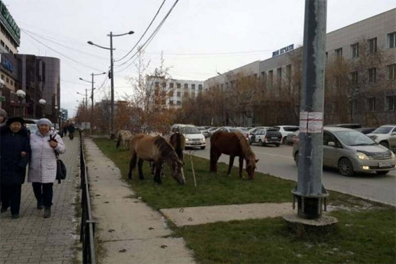 Безнадзорных якутских лошадей будут помещать на штрафстоянки