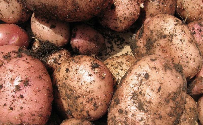 Что нужно для хорошего урожая картофеля?