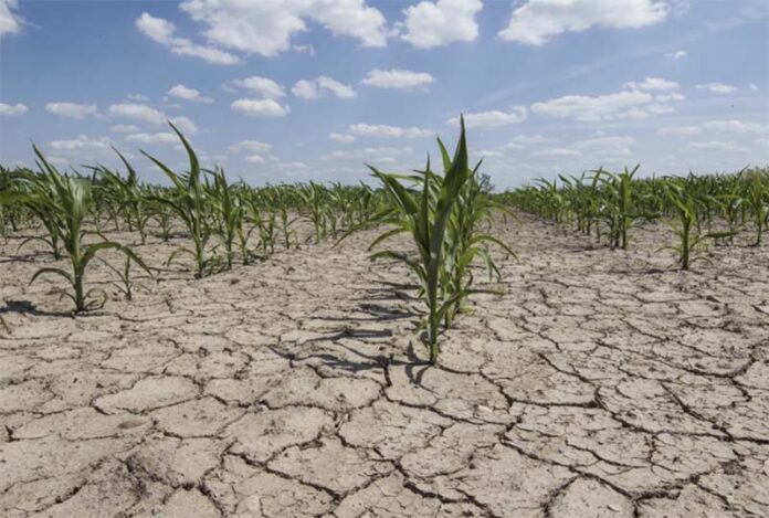 Ежегодно 12 млн гектаров земли становятся непригодны для ведения сельскохозяйственной деятельности по причине деградации почв