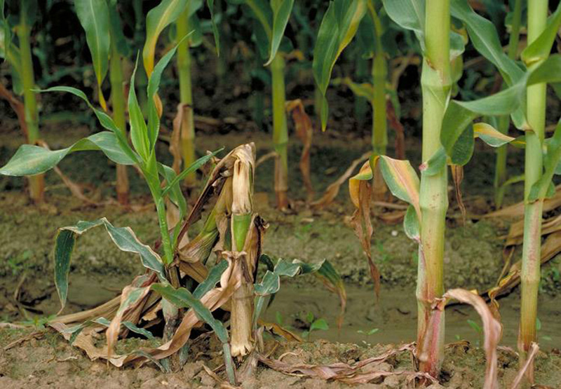 Фузариозные стеблевые и корневые гнили кукурузы