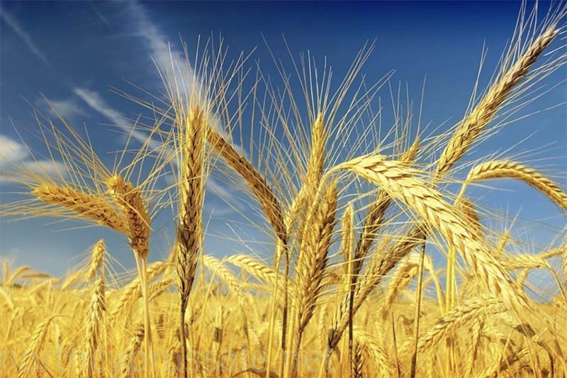 США признали Россию абсолютным лидером на мировом рынке пшеницы