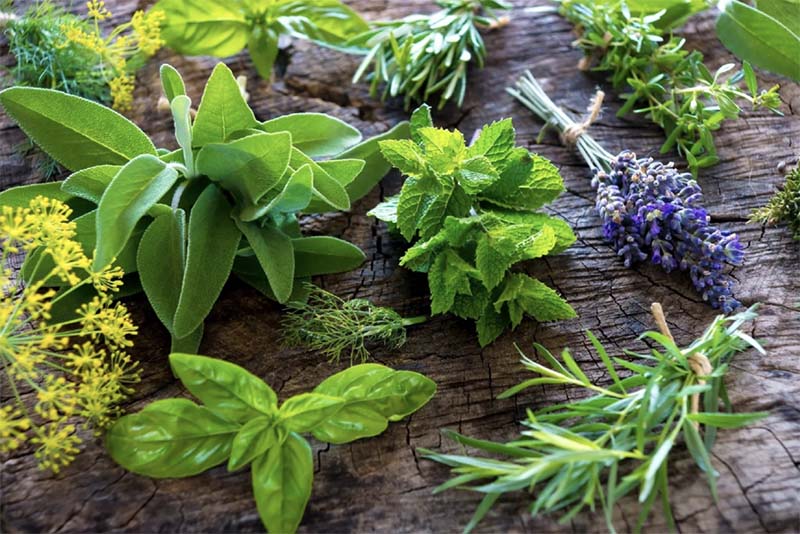 Ставропольские селекционеры вывели 15 новых высокоурожайных сортов лекарственных и пряных растений