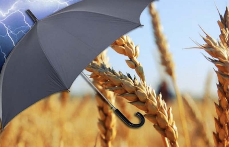 Татарстанские фермеры могут бесплатно воспользоваться услугами агрострахования