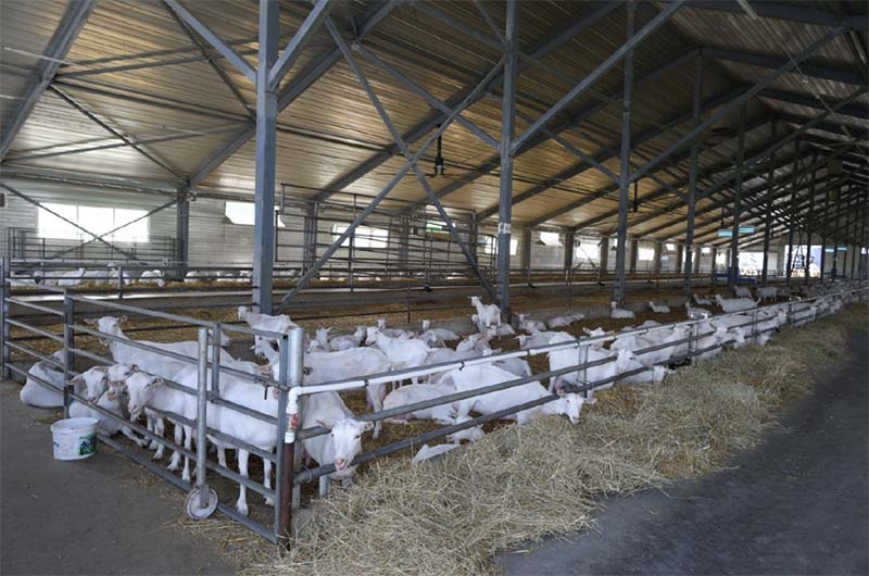 В Адыгее запустили производство продукции из козьего молока в промышленных масштабах